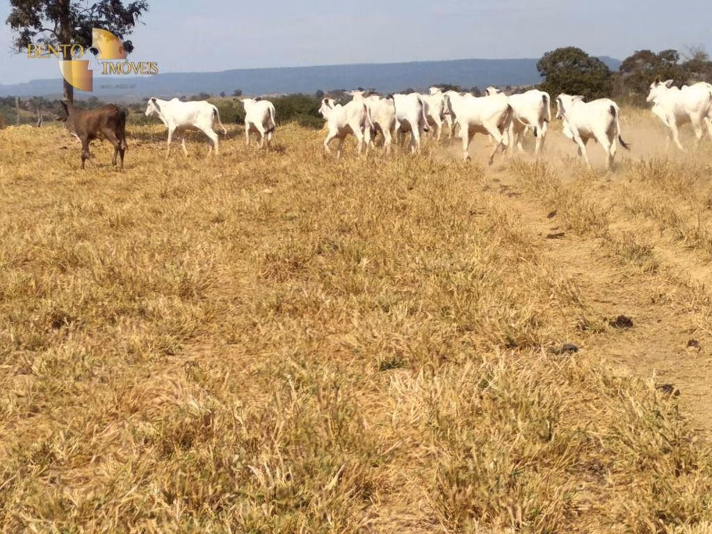 Fazenda de 411 ha em Nobres, MT