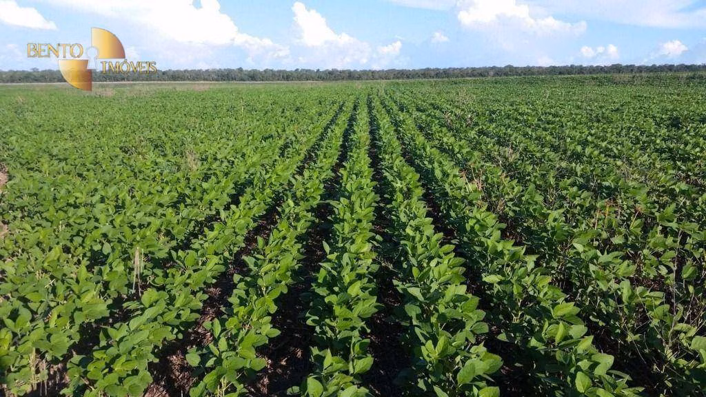 Fazenda de 8.000 ha em Primavera do Leste, MT