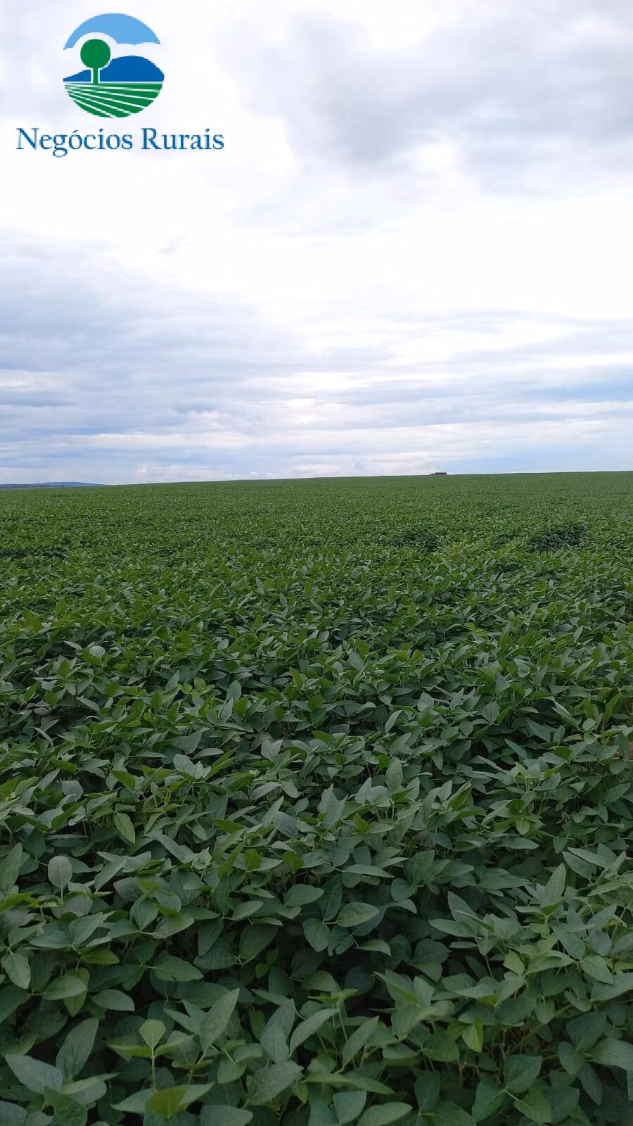Fazenda de 242 ha em Goiânia, GO