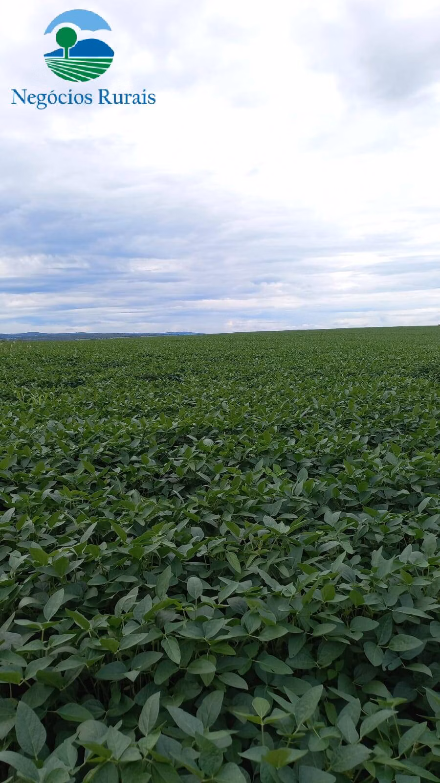 Fazenda de 242 ha em Goiânia, GO
