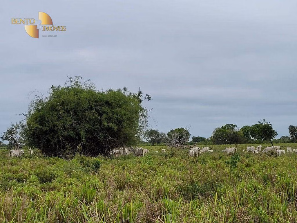 Fazenda de 6.135 ha em Rondonópolis, MT