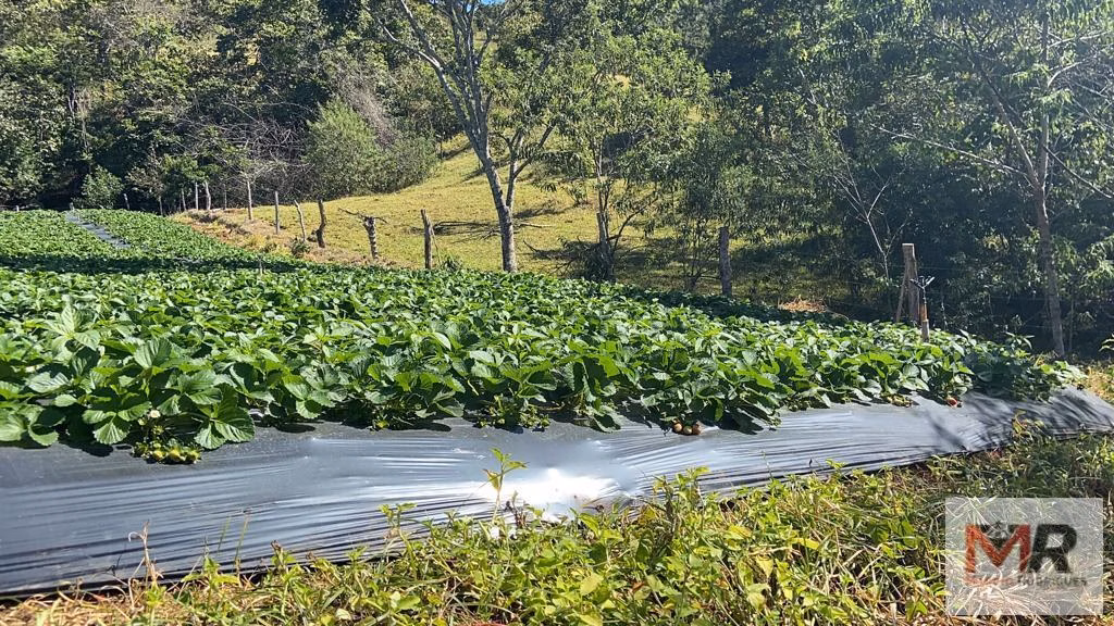 Terreno de 51 ha em Estiva, MG