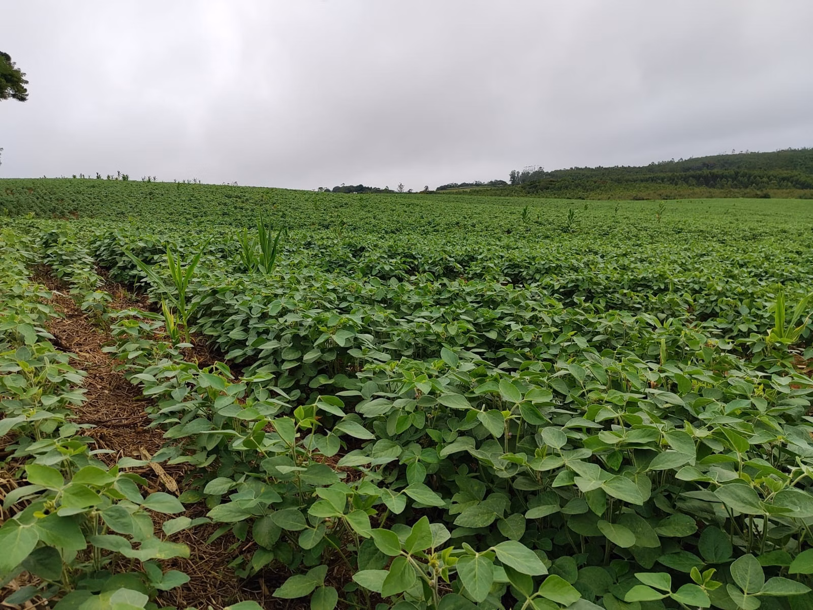 Country home of 24 acres in Pilar do Sul, SP, Brazil