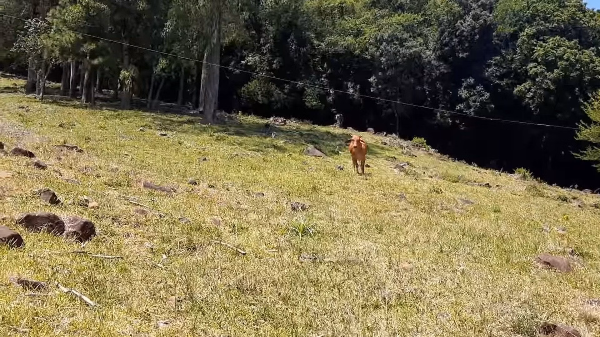Plot of 15 acres in Santo Antônio da Patrulha, RS, Brazil