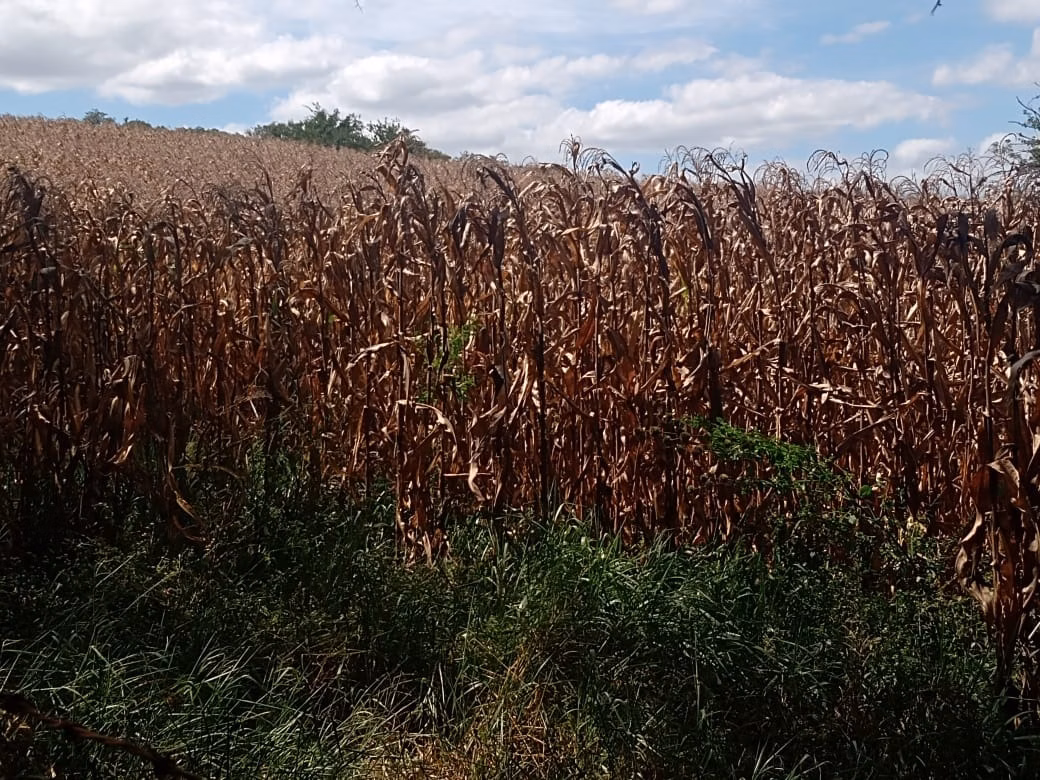 Small farm of 51 acres in Angatuba, SP, Brazil