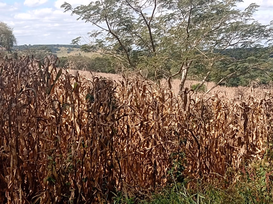 Small farm of 51 acres in Angatuba, SP, Brazil