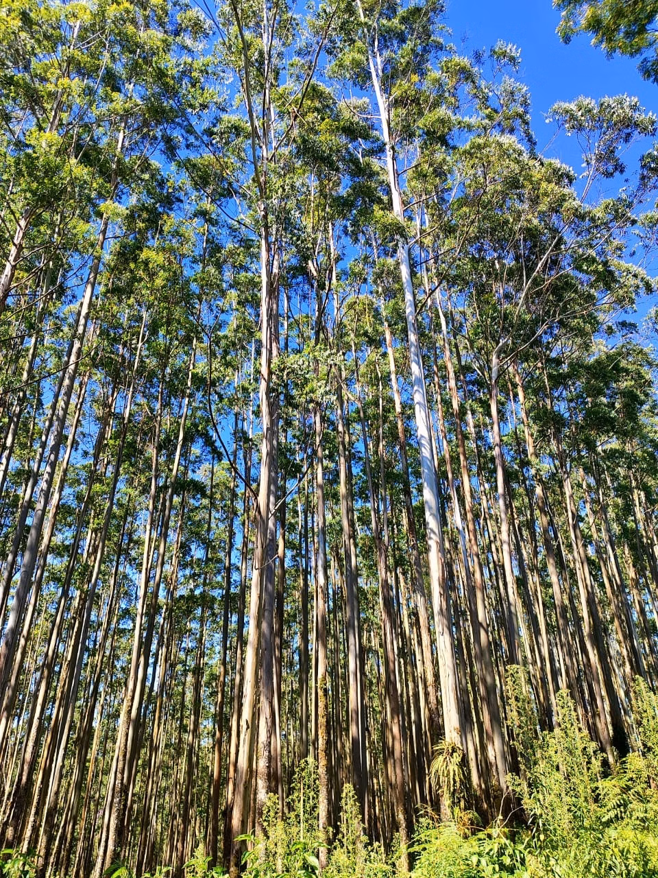 Fazenda de 242 ha em Guapiara, SP