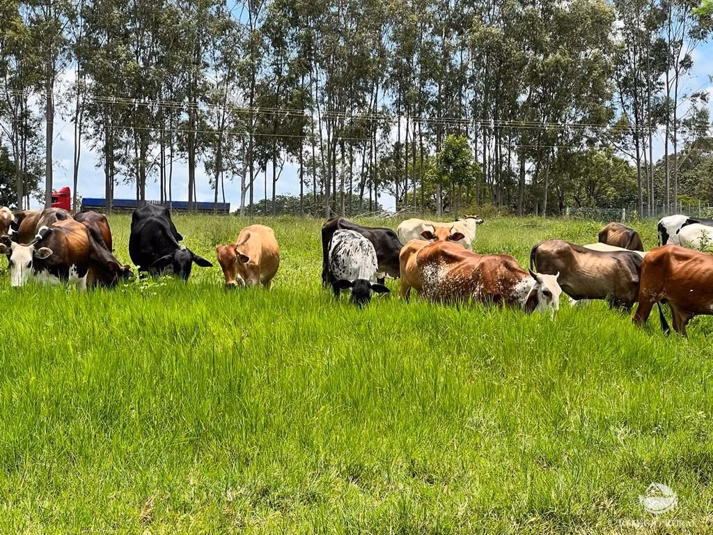 Sítio de 68 ha em Prata, MG