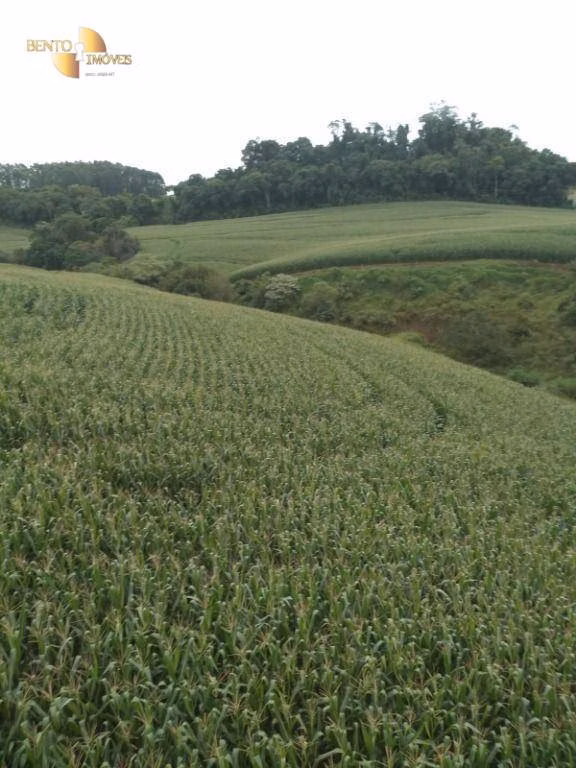 Fazenda de 297 ha em Francisco Beltrão, PR