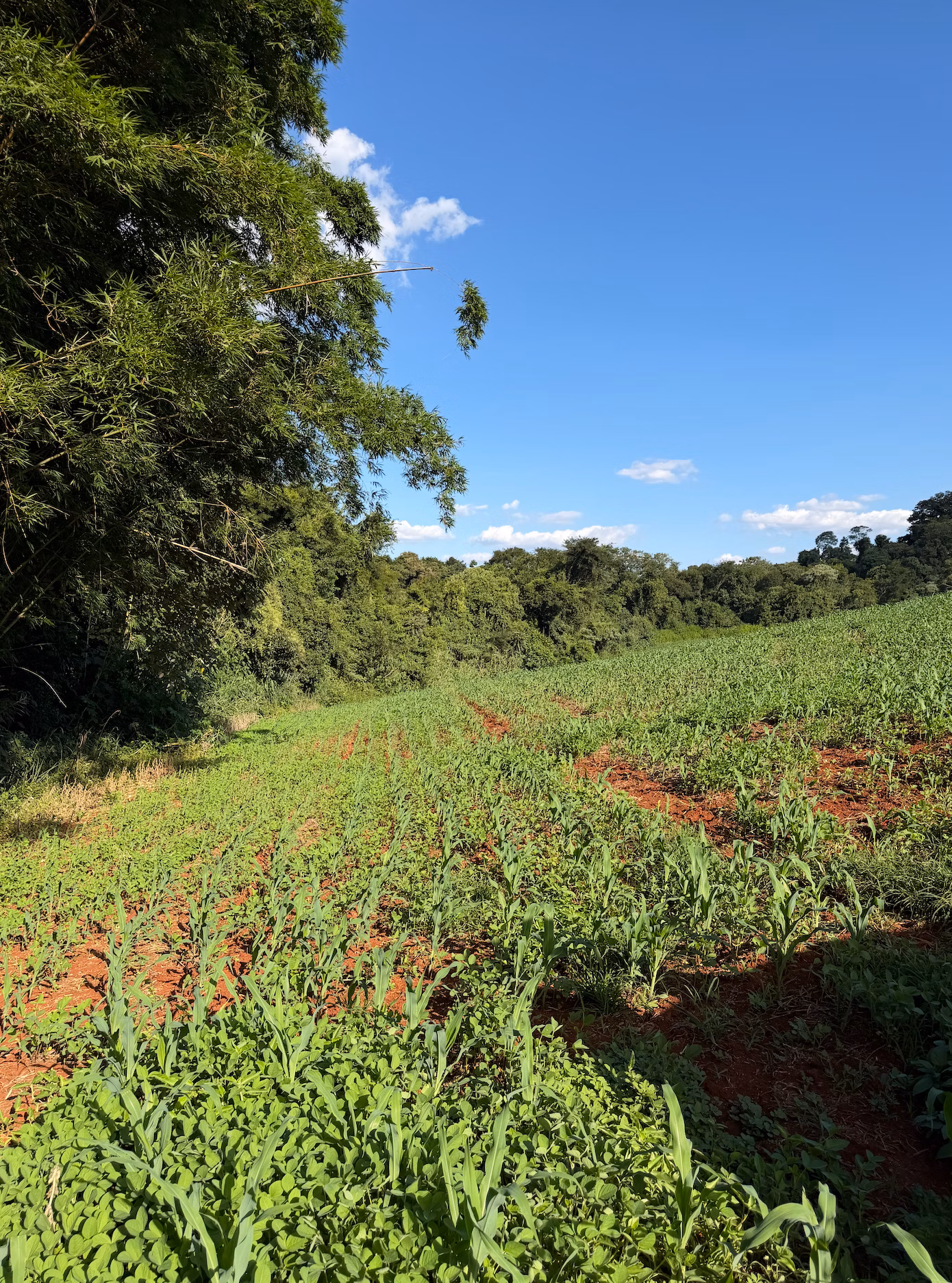 Sítio à venda e para arrendar de 36 ha em Apucarana, PR