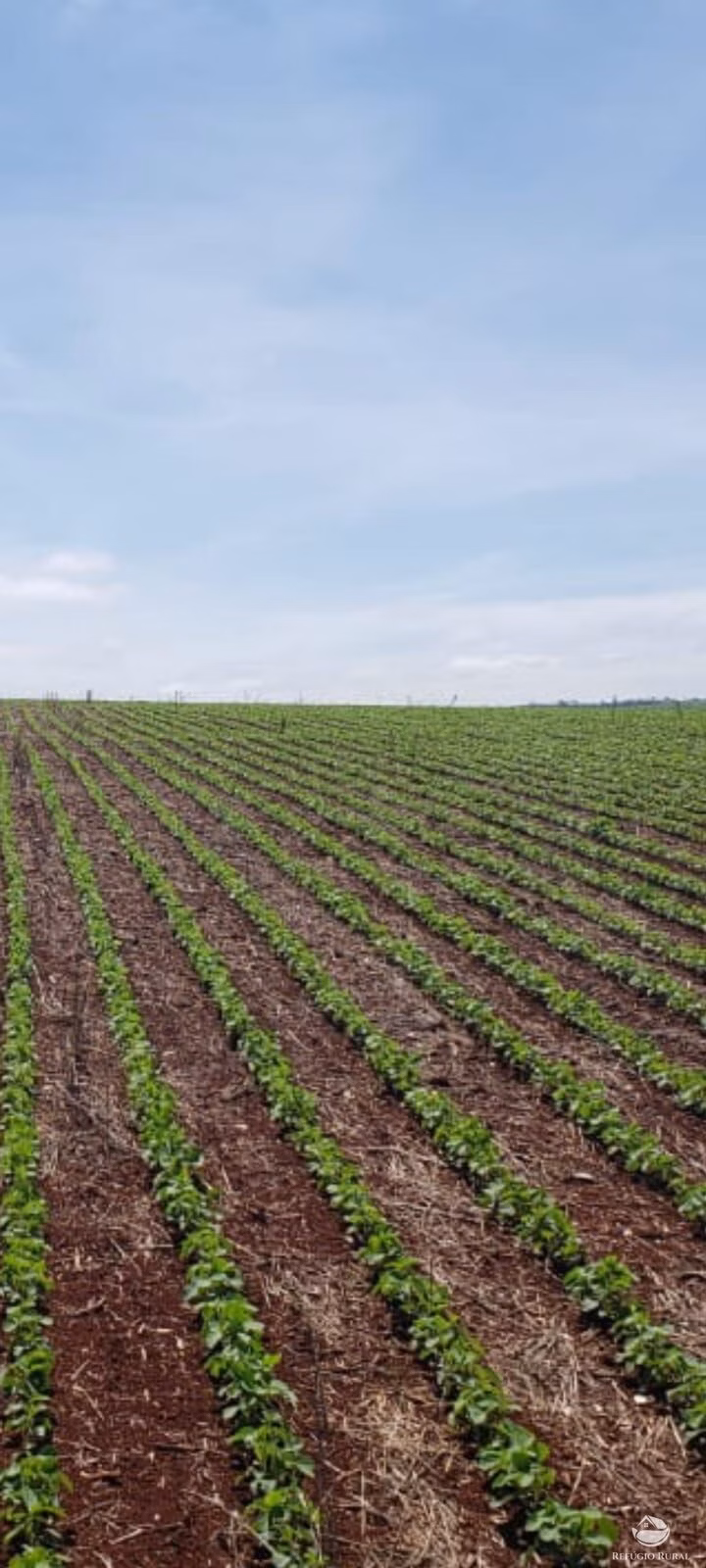 Fazenda de 4.800 ha em Paranatinga, MT