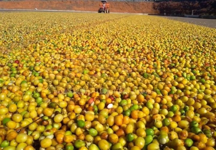 Fazenda de 1.526 ha em Piumhi, MG