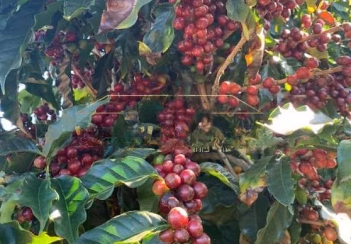 Fazenda de 1.526 ha em Piumhi, MG