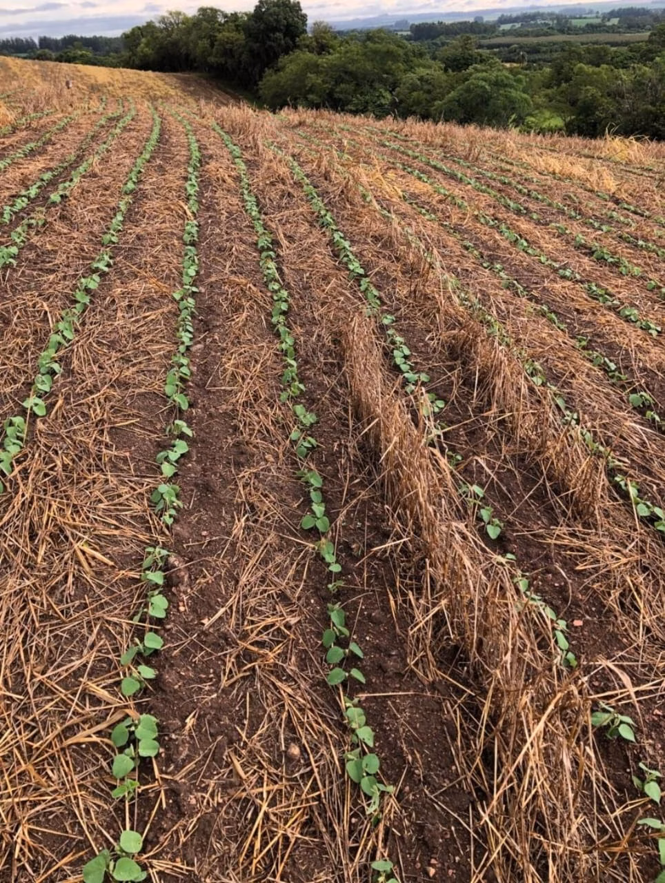 Farm of 245 acres in Itapetininga, SP, Brazil
