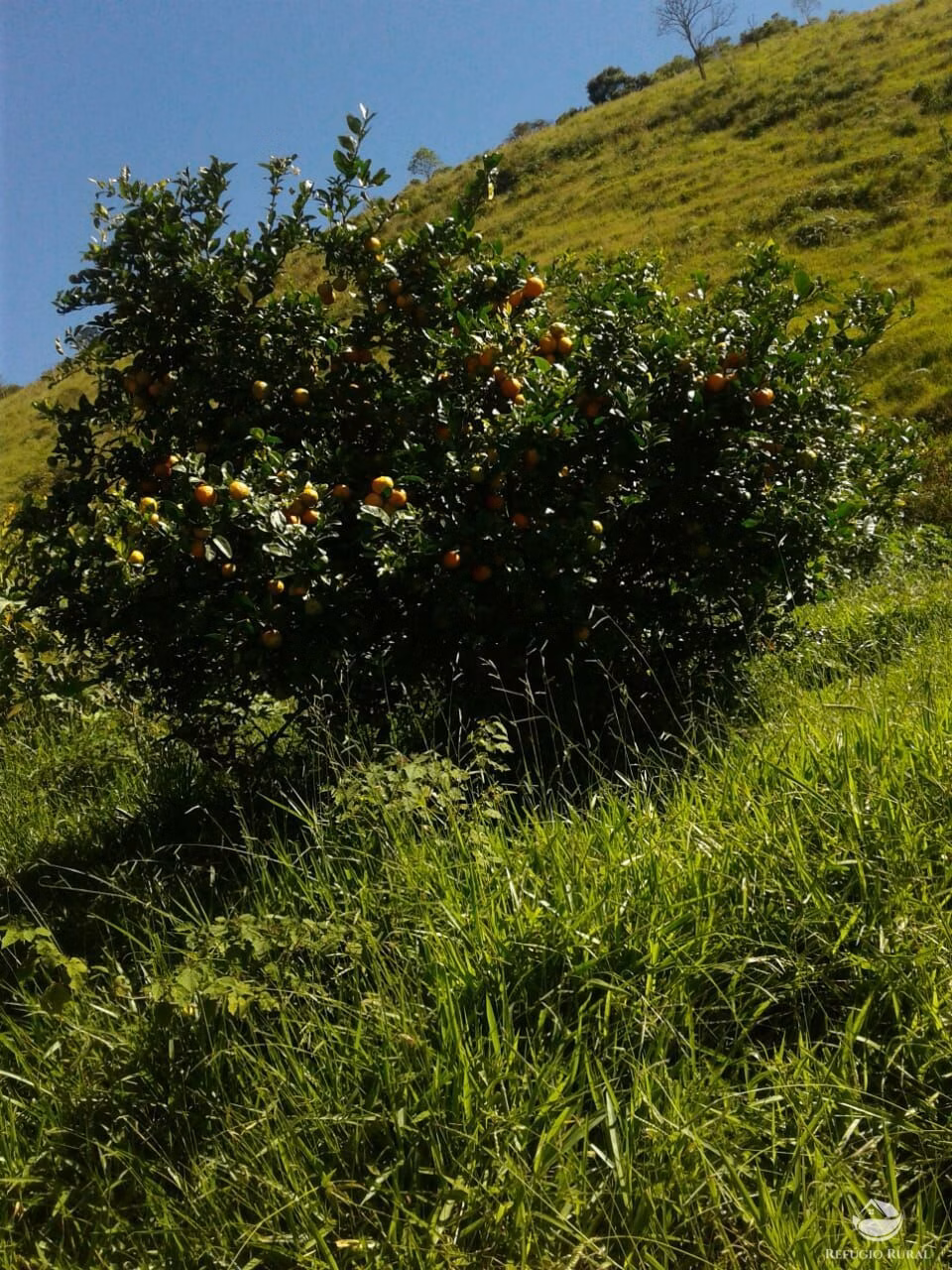 Small farm of 84 acres in São José dos Campos, SP, Brazil