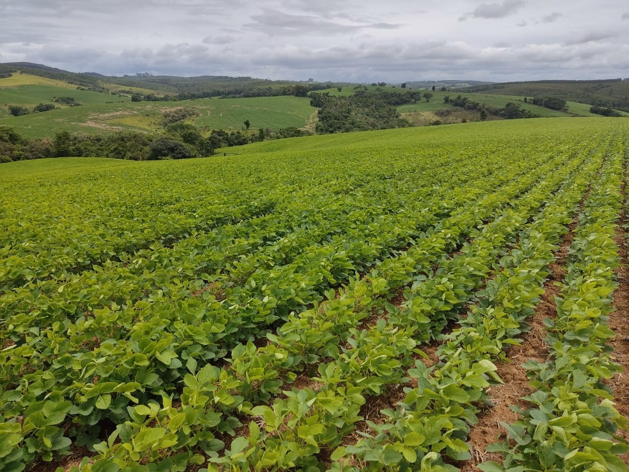 Small farm of 120 acres in Pilar do Sul, SP, Brazil