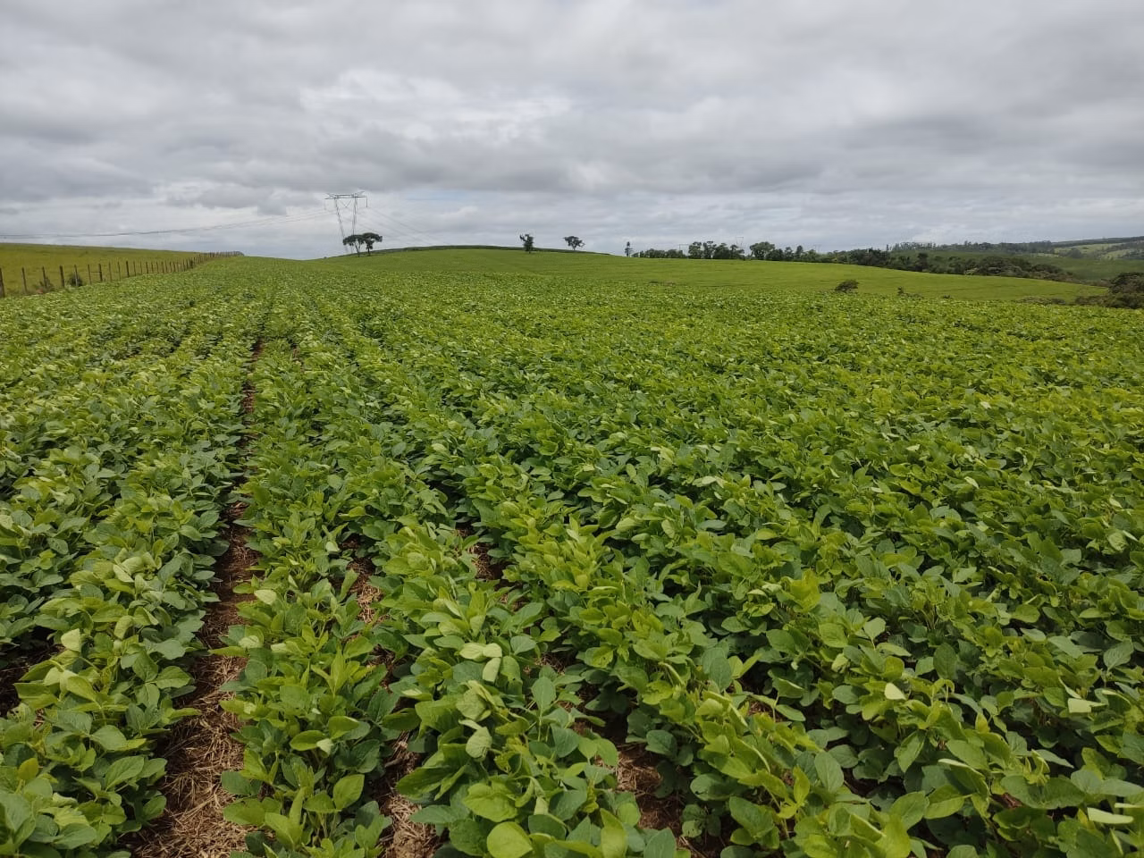 Small farm of 120 acres in Pilar do Sul, SP, Brazil
