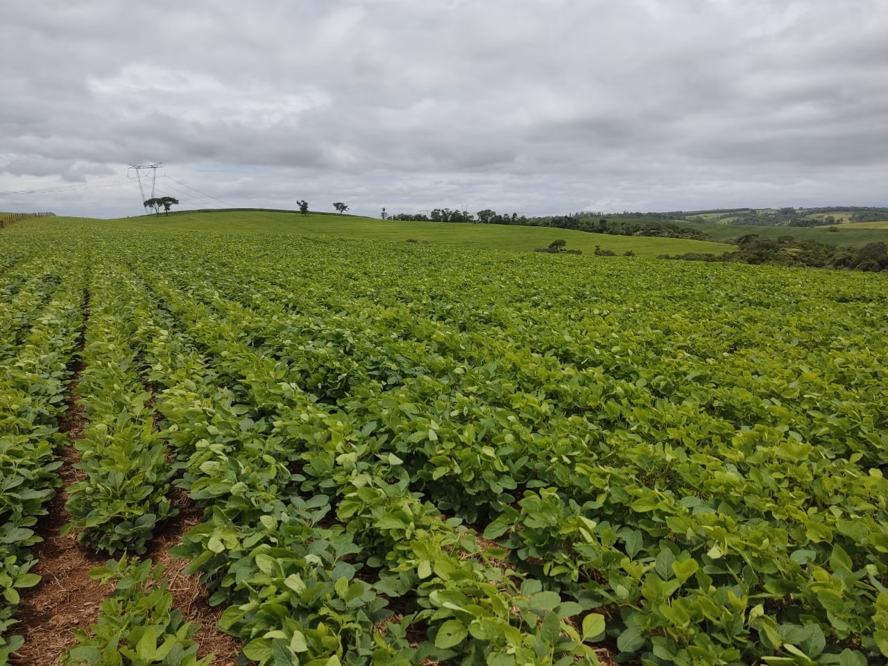 Small farm of 120 acres in Pilar do Sul, SP, Brazil