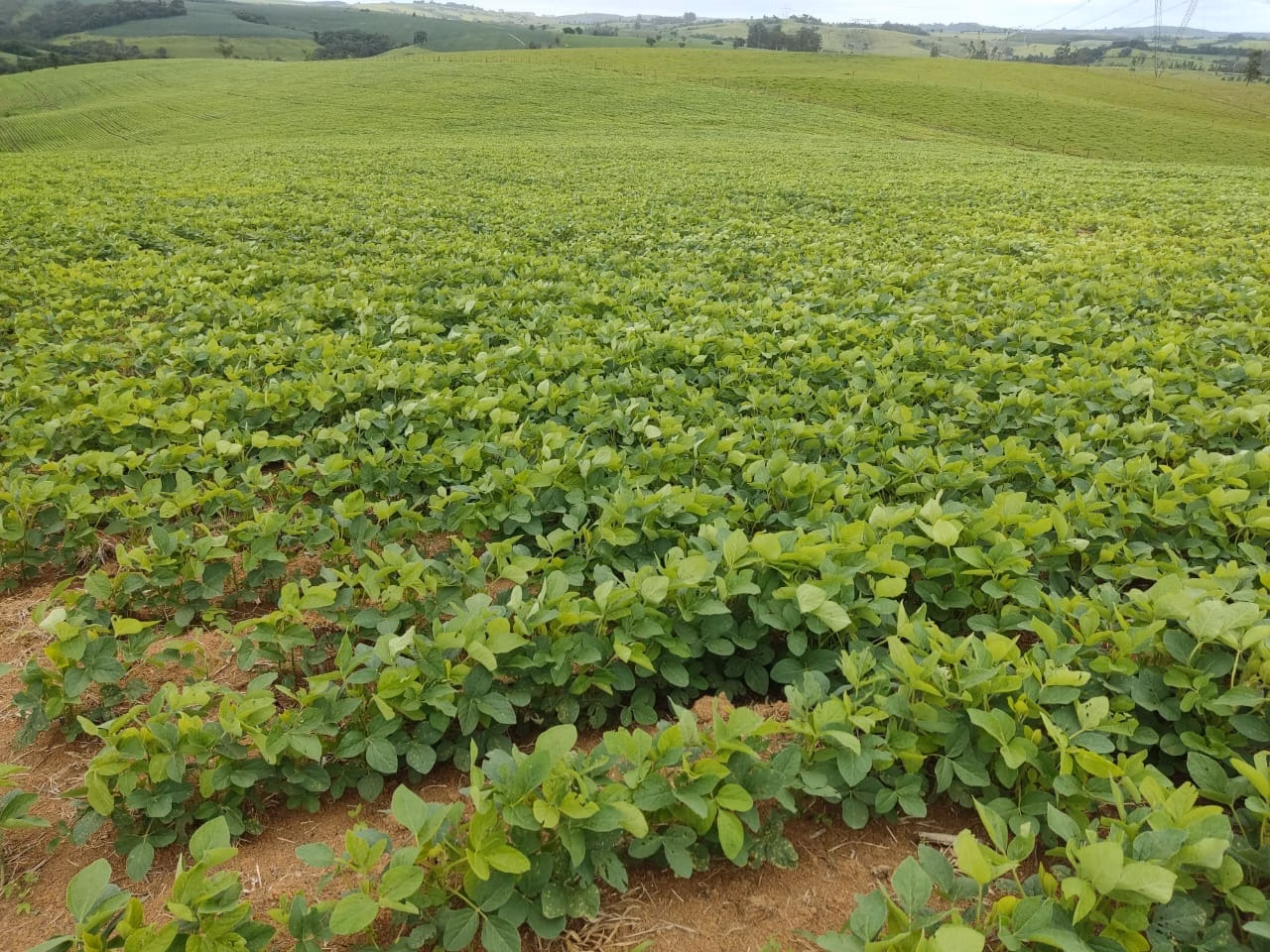 Sítio de 48 ha em Pilar do Sul, SP