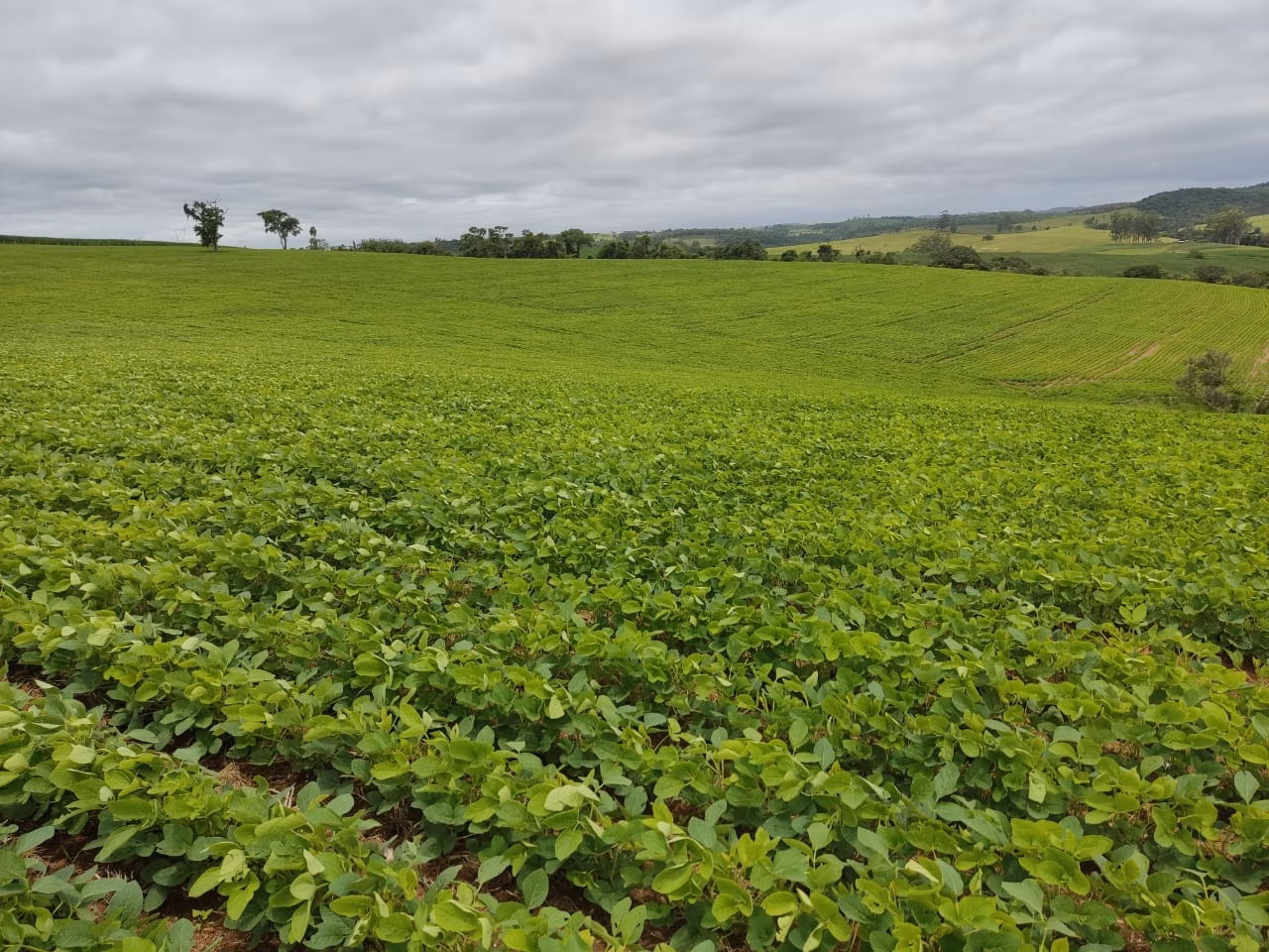 Small farm of 120 acres in Pilar do Sul, SP, Brazil