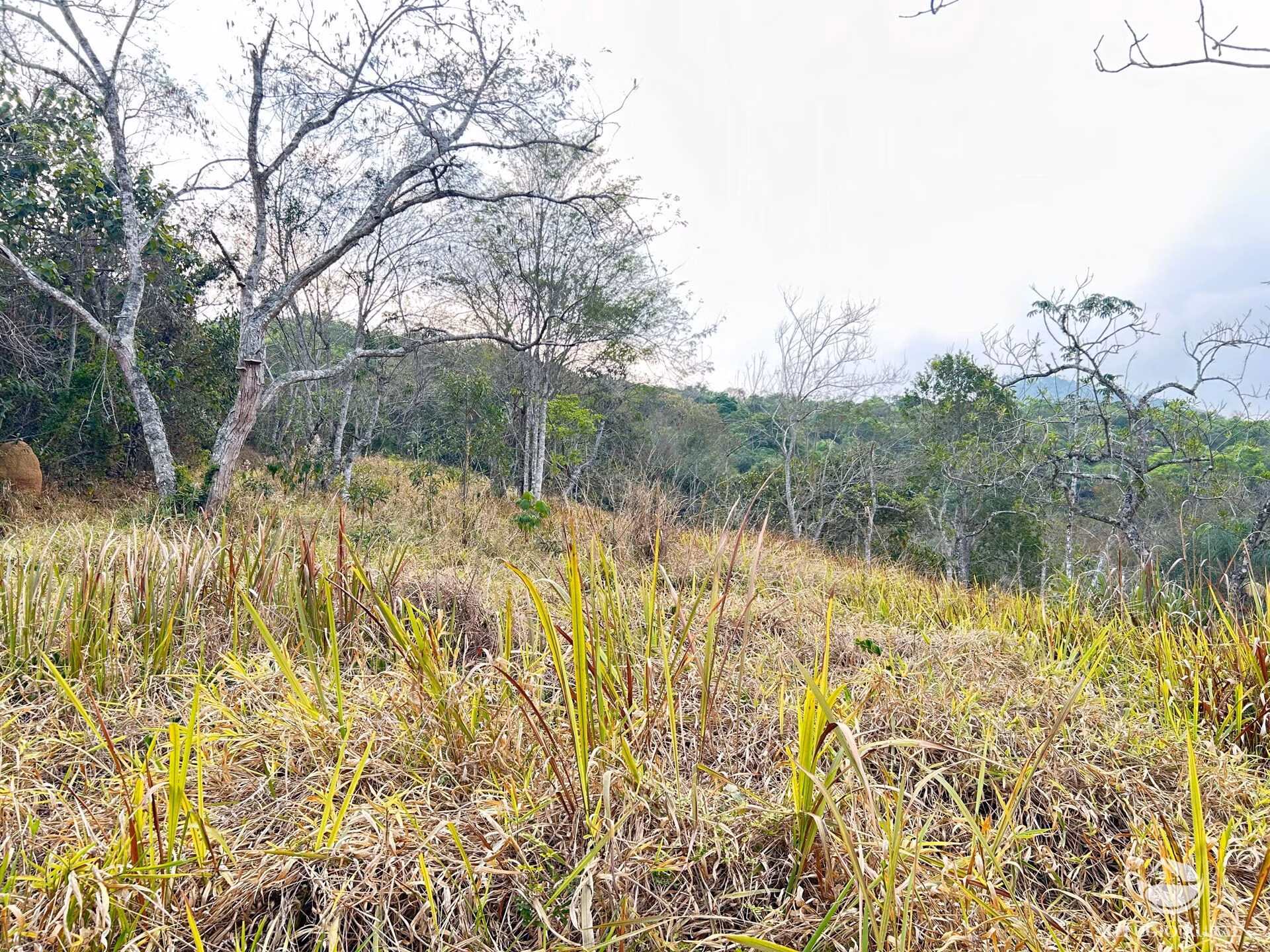 Small farm of 59 acres in São José dos Campos, SP, Brazil