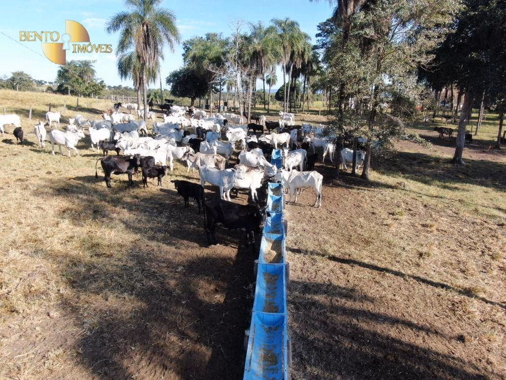 Fazenda de 1.294 ha em Itiquira, MT