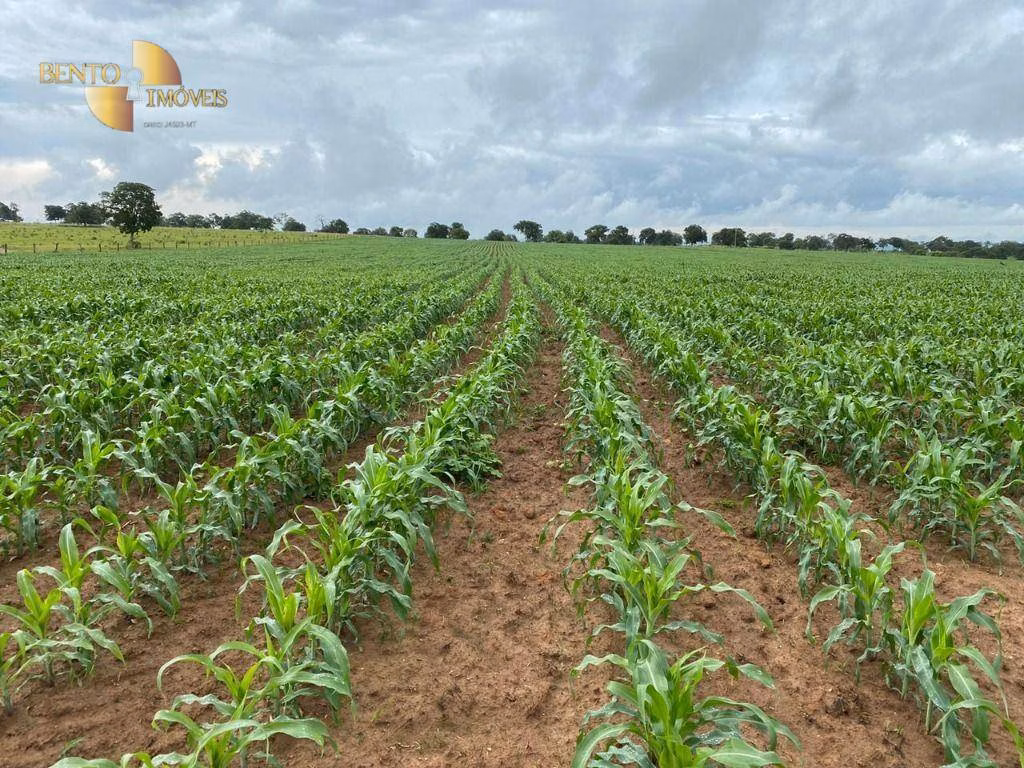 Fazenda de 1.294 ha em Itiquira, MT