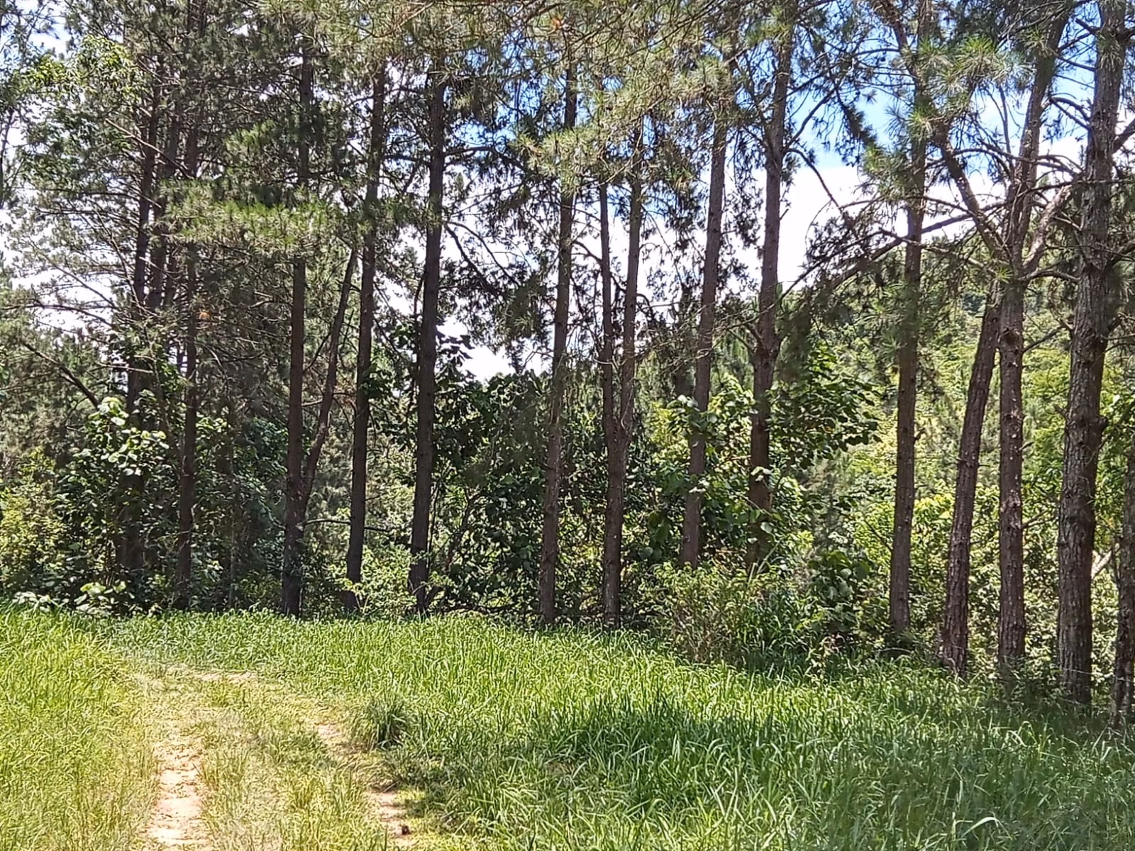 Sítio de 73 ha em São José dos Campos, SP