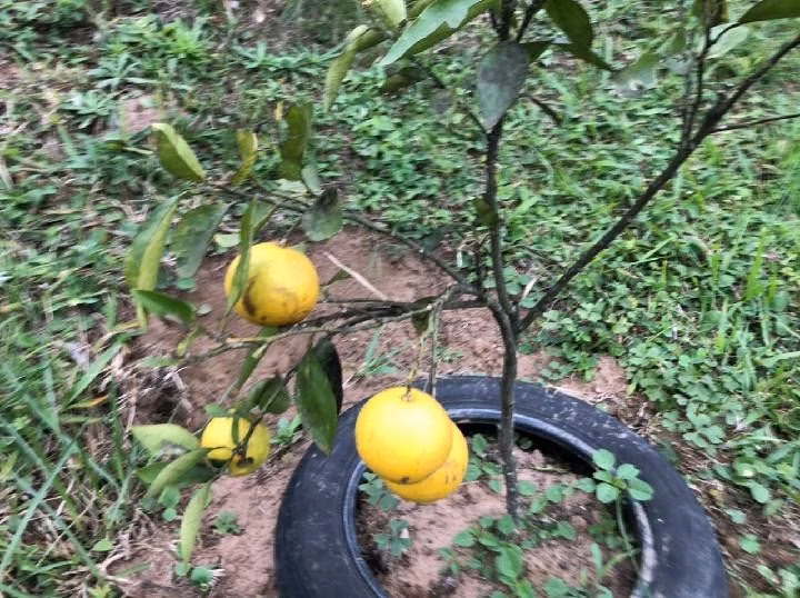 Sítio de 2 ha em Santo Antônio da Patrulha, RS