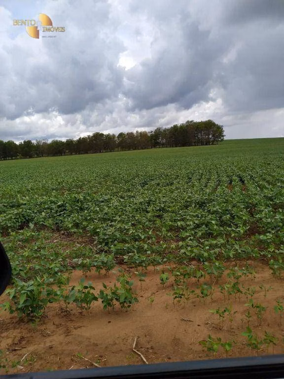 Fazenda de 1.250 ha em Diamantino, MT