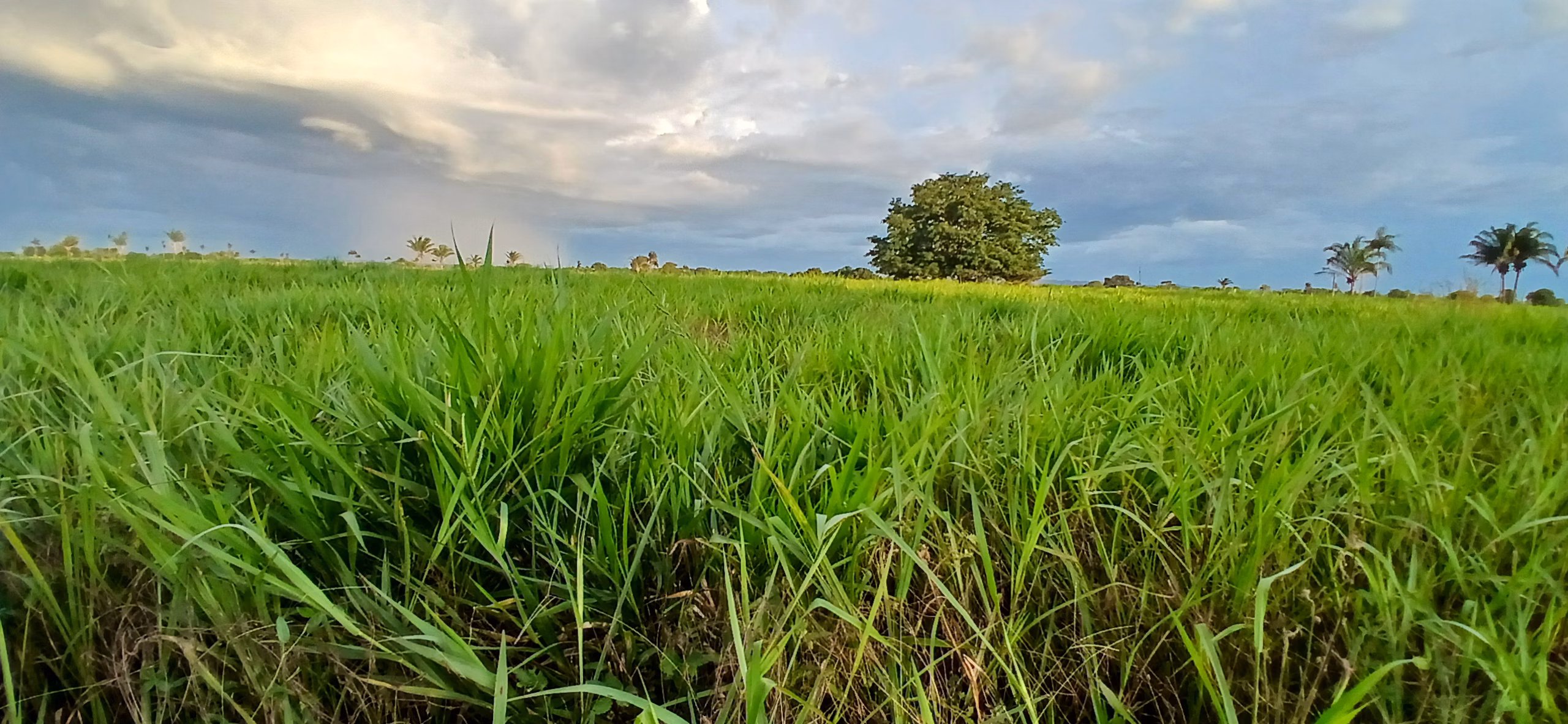 Fazenda de 290 ha em Conceição do Araguaia, PA