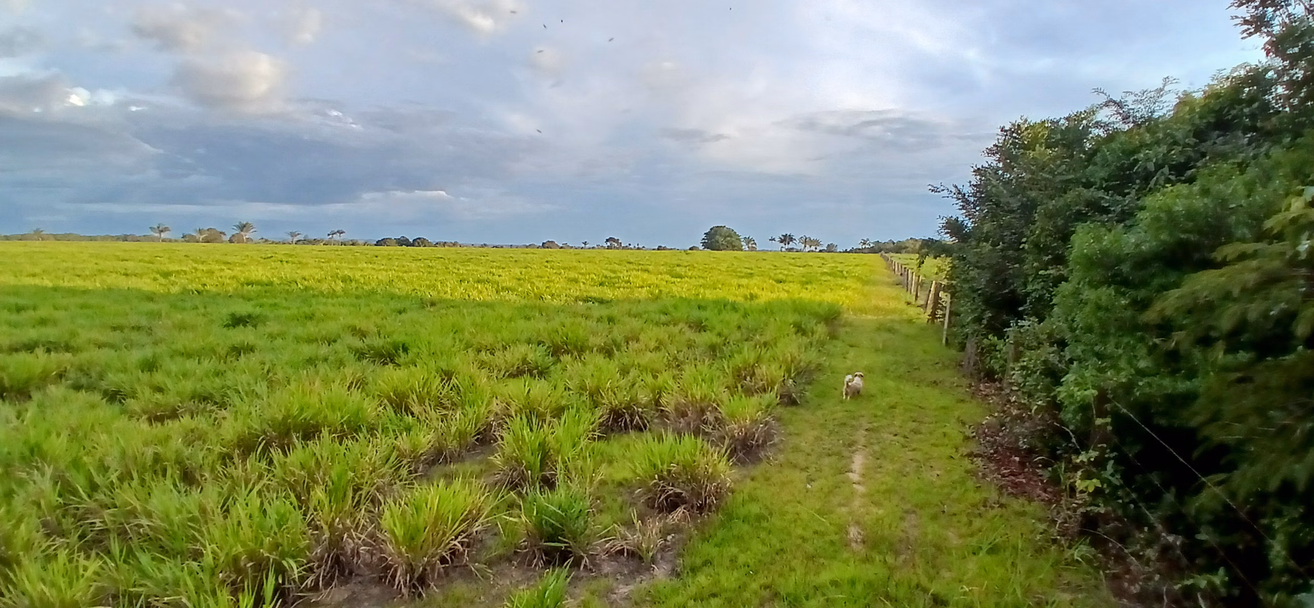 Fazenda de 290 ha em Conceição do Araguaia, PA