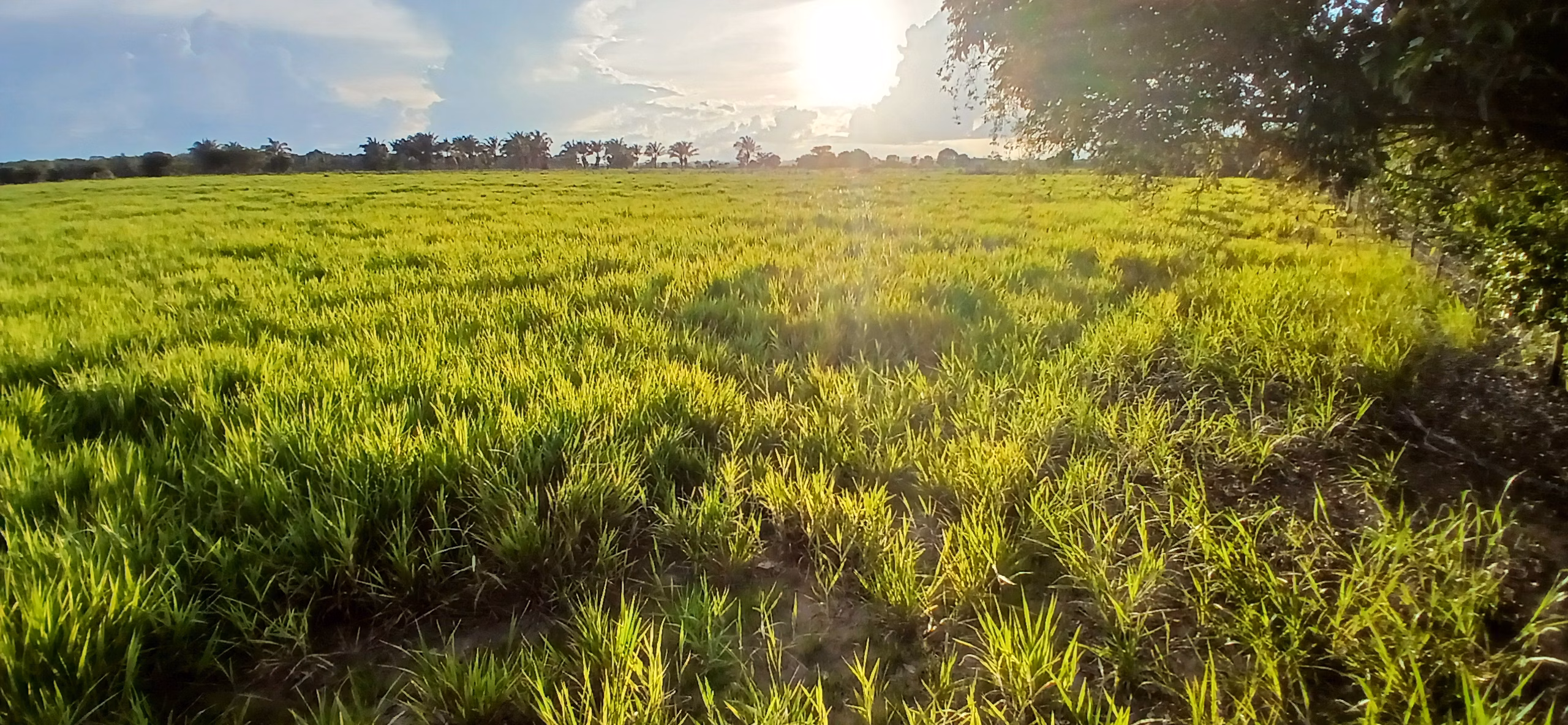 Fazenda de 290 ha em Conceição do Araguaia, PA