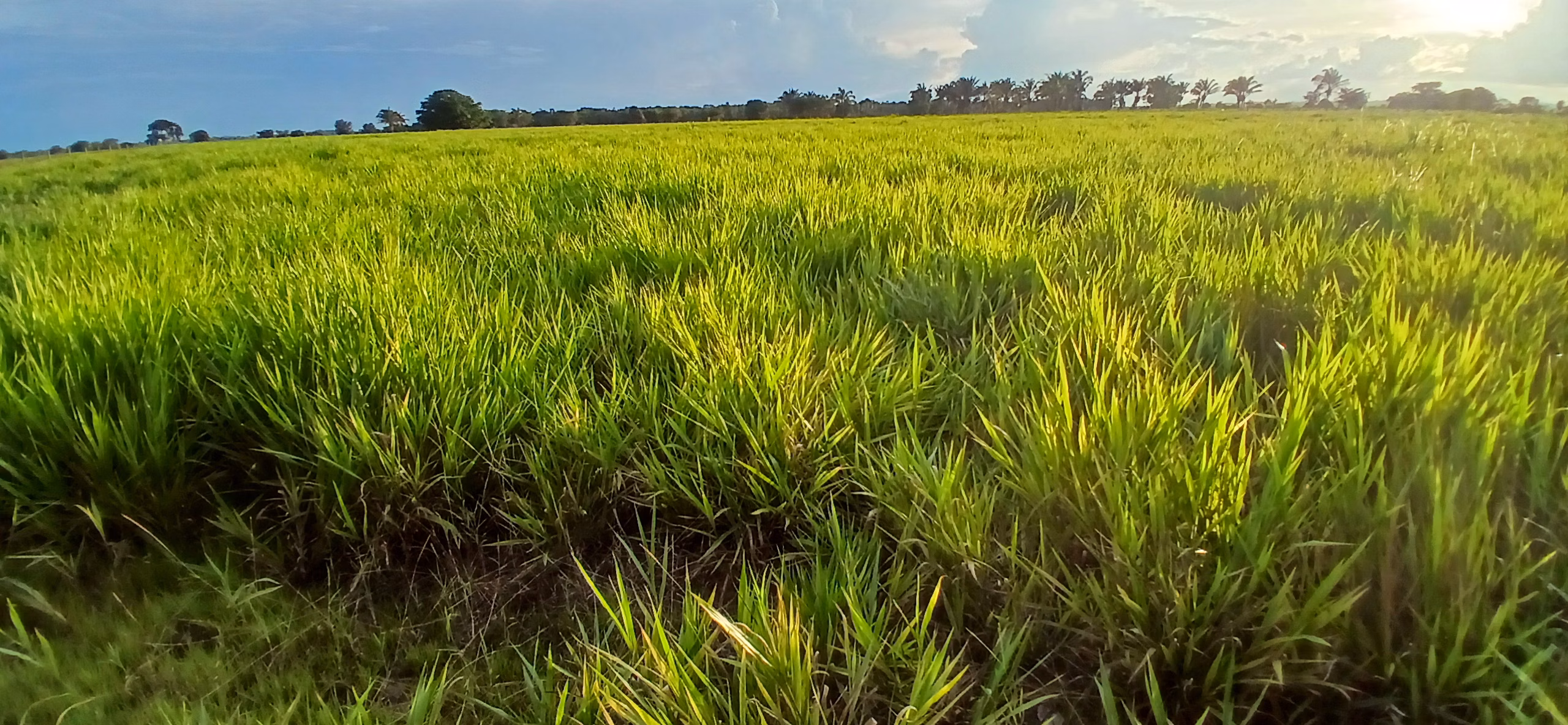 Fazenda de 290 ha em Conceição do Araguaia, PA
