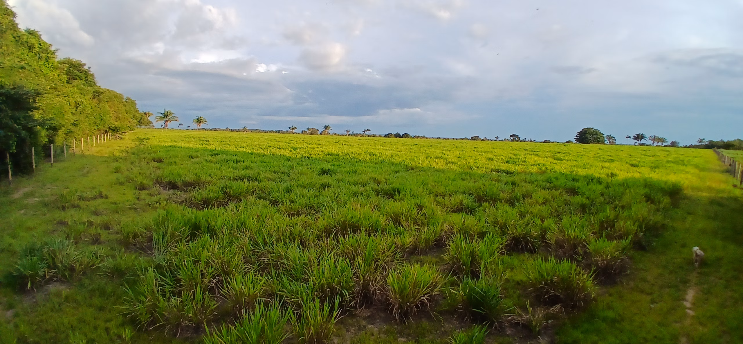 Fazenda de 290 ha em Conceição do Araguaia, PA
