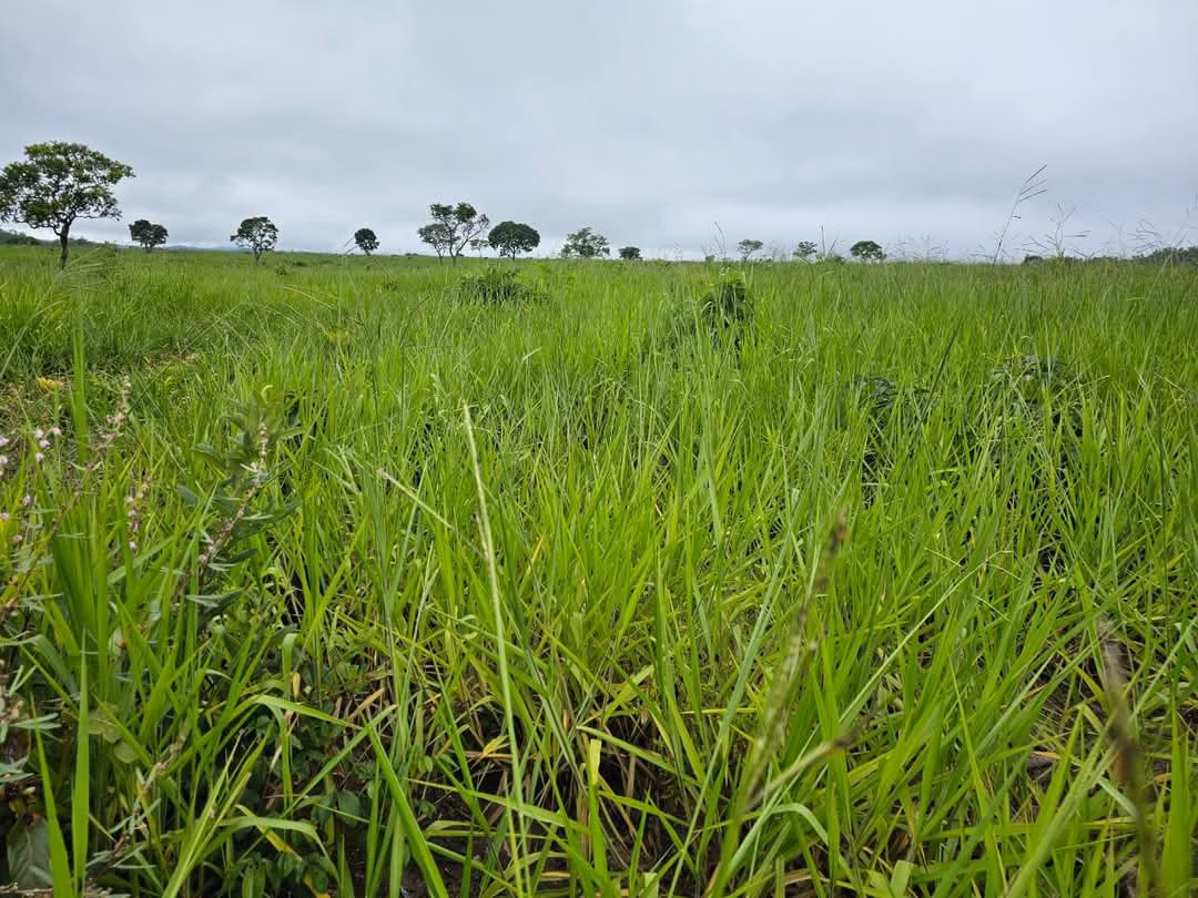 Farm of 3.588 acres in Paraíso das Águas, MS, Brazil