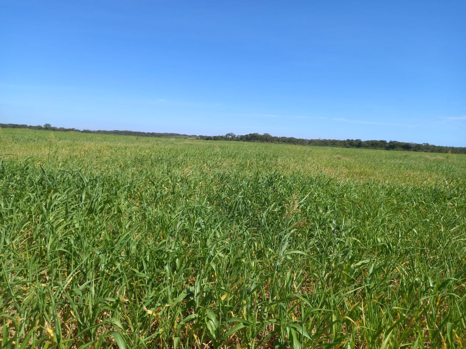 Farm of 3.588 acres in Paraíso das Águas, MS, Brazil