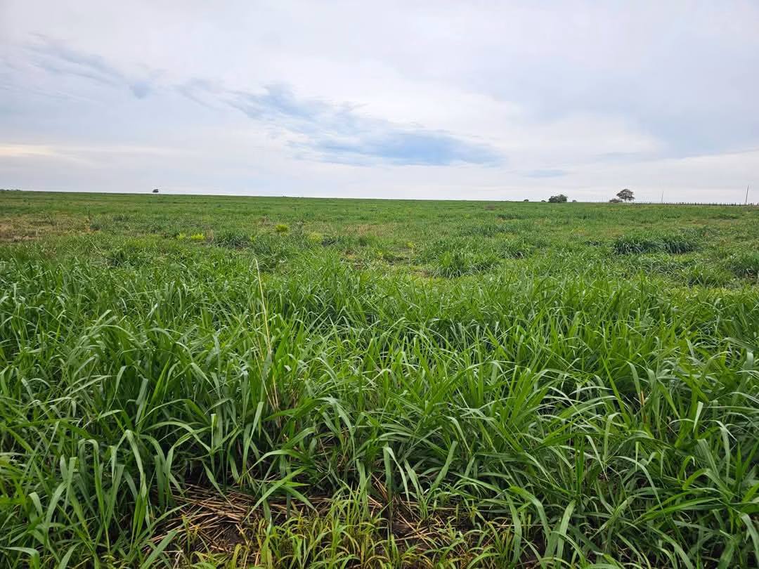 Farm of 3.588 acres in Paraíso das Águas, MS, Brazil