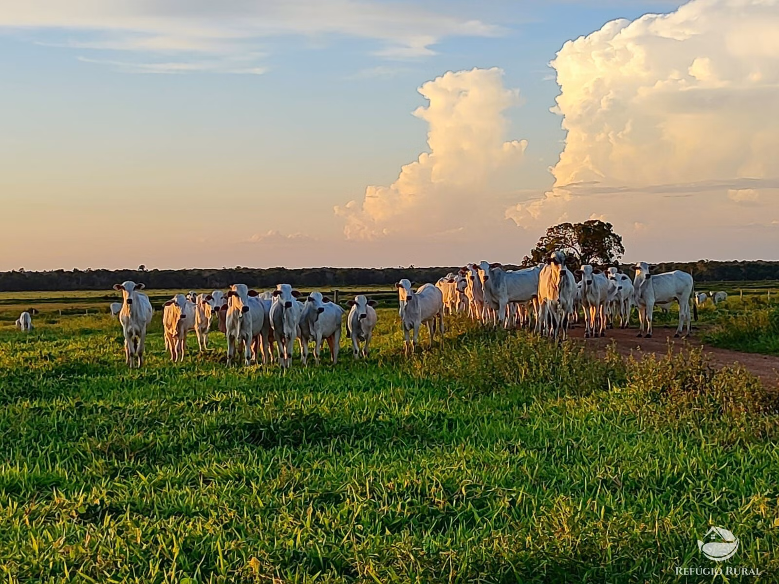 Fazenda de 7.300 ha em Balsas, MA