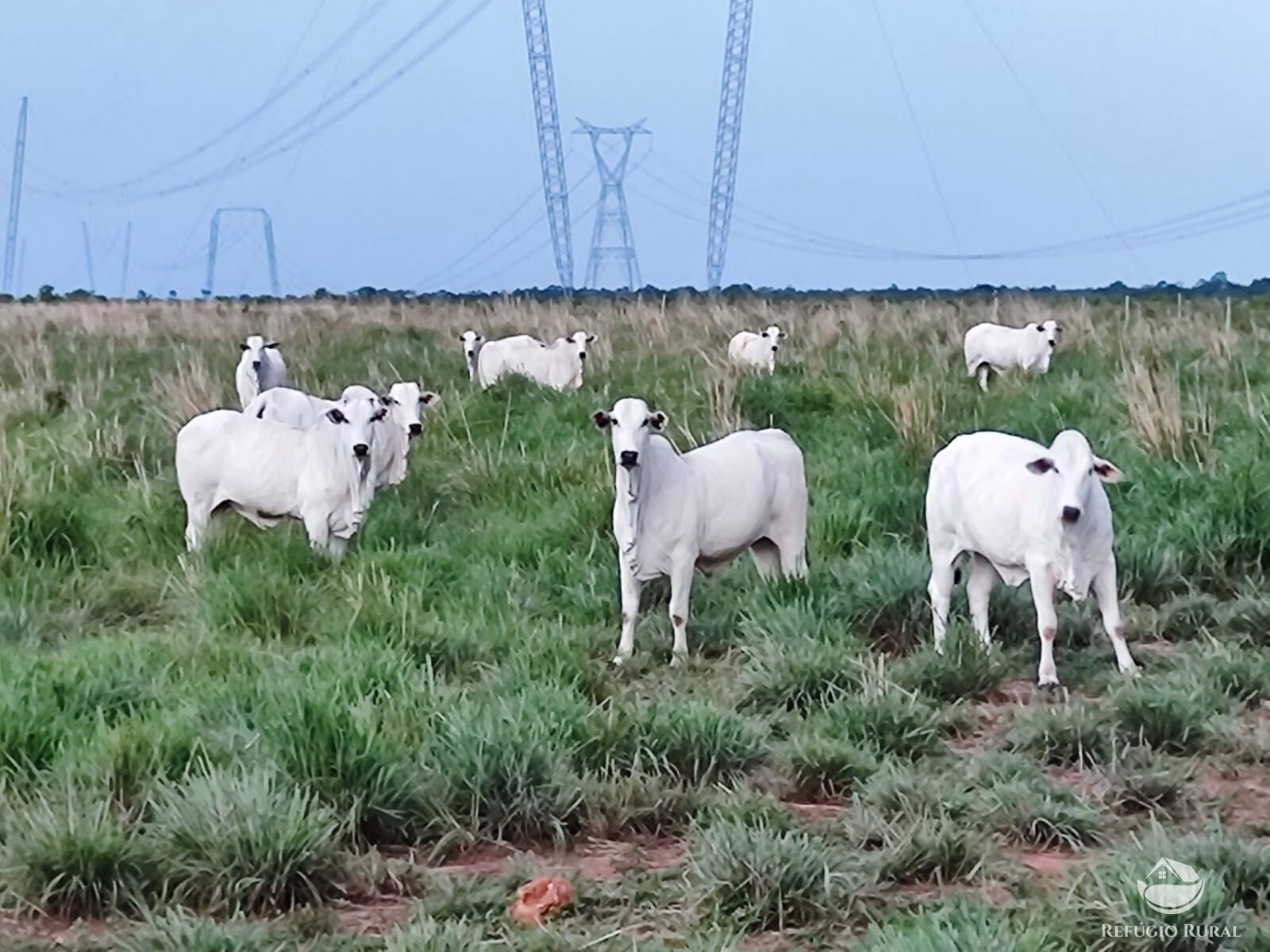 Fazenda de 7.300 ha em Balsas, MA