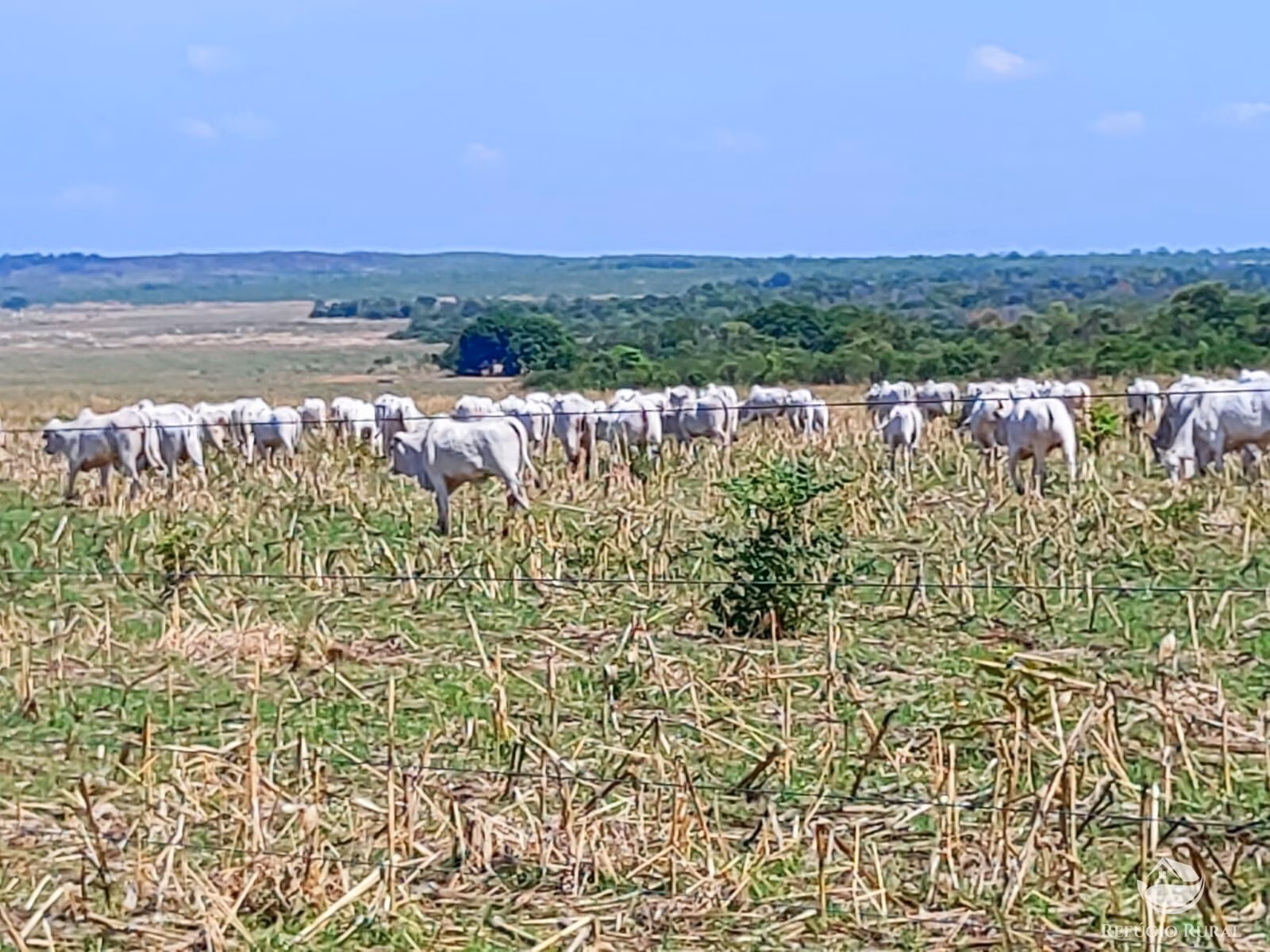 Fazenda de 7.300 ha em Balsas, MA