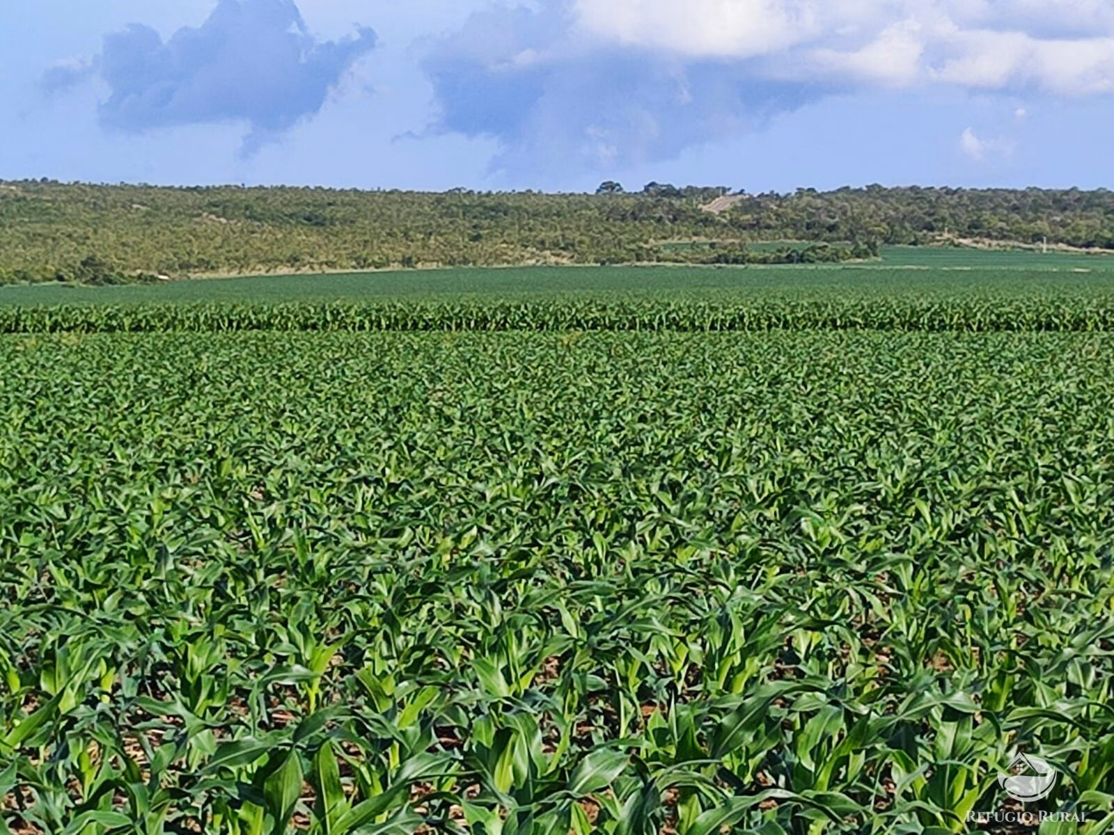 Fazenda de 7.300 ha em Balsas, MA