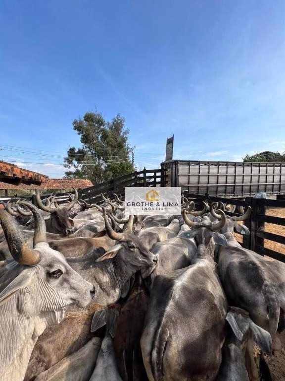 Fazenda de 194 ha em Canas, SP