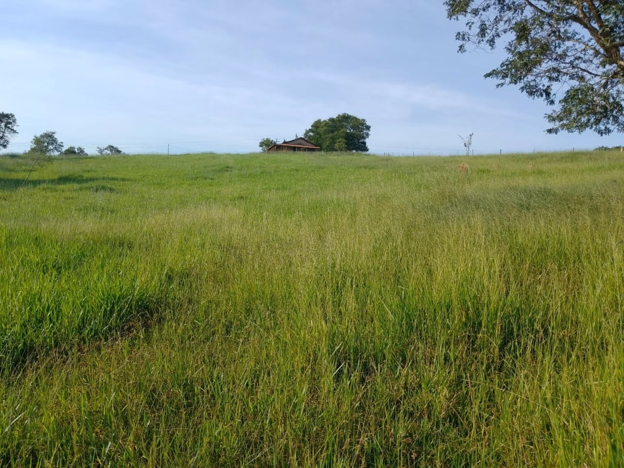 Sítio de 40 ha em Itapetininga, SP