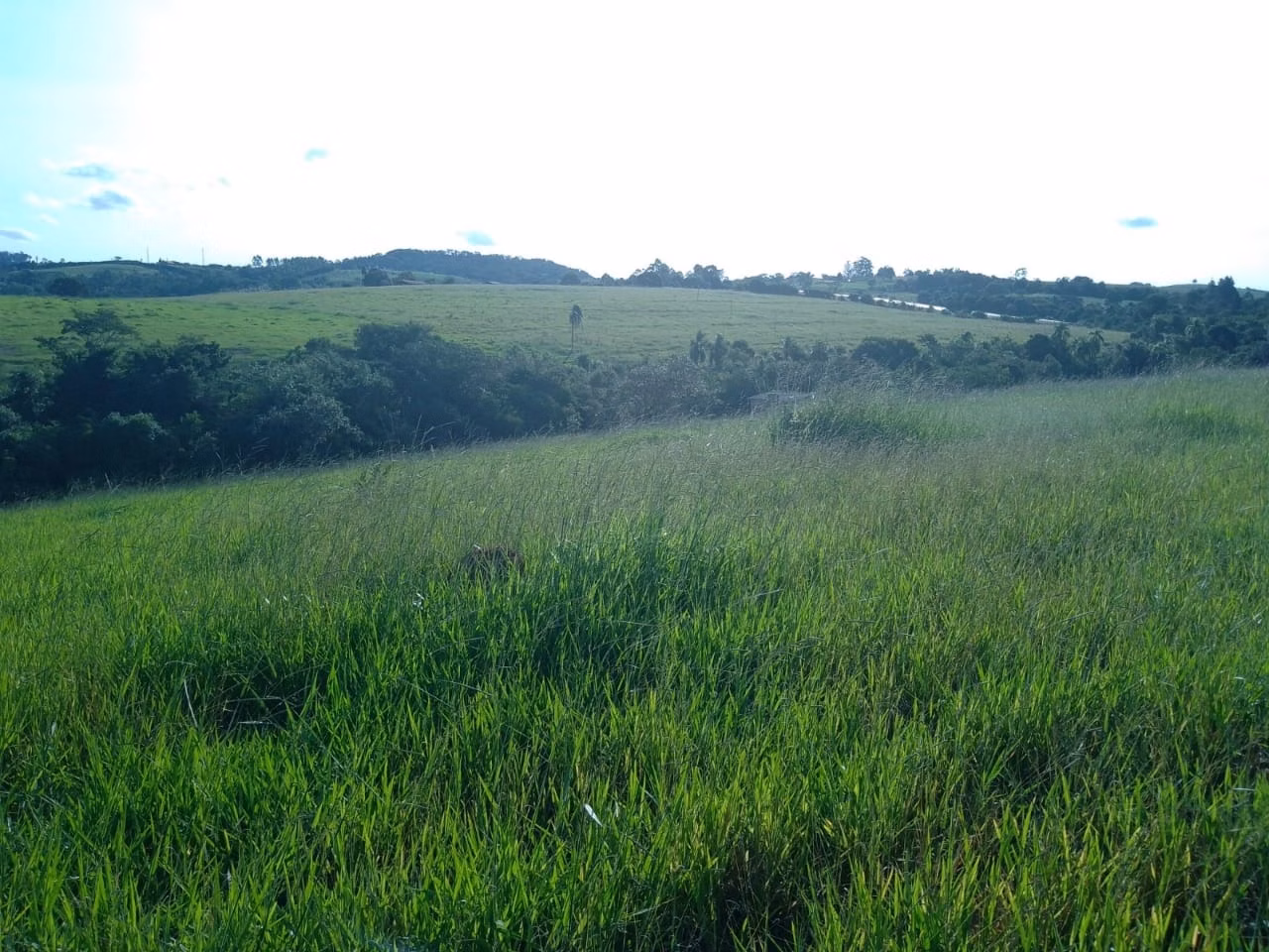 Sítio de 40 ha em Itapetininga, SP