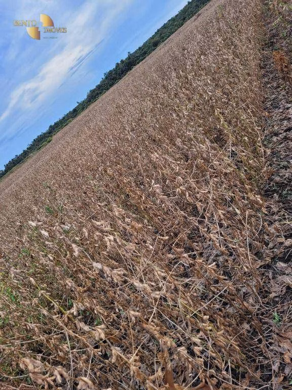 Fazenda de 1.000 ha em Lucas do Rio Verde, MT