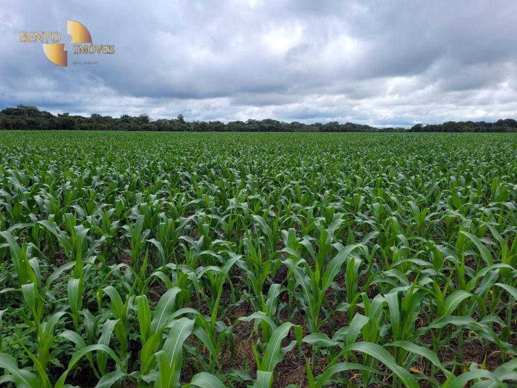 Fazenda de 1.000 ha em Lucas do Rio Verde, MT