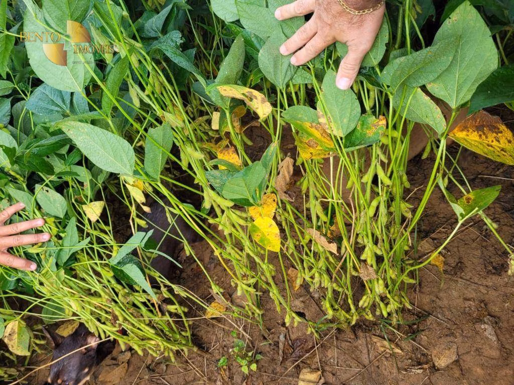 Fazenda de 1.000 ha em Lucas do Rio Verde, MT