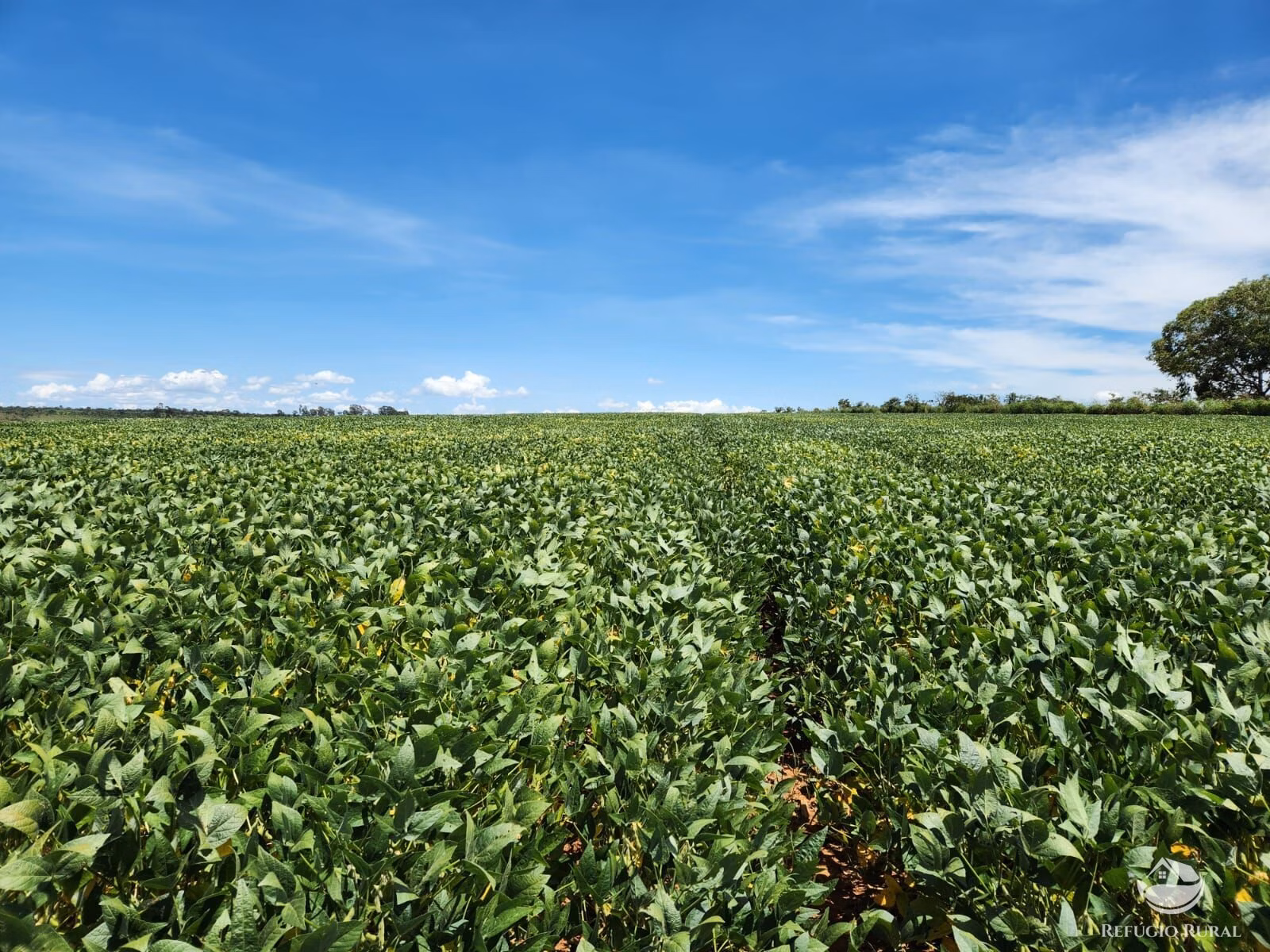 Fazenda de 1.738 ha em Cristalina, GO