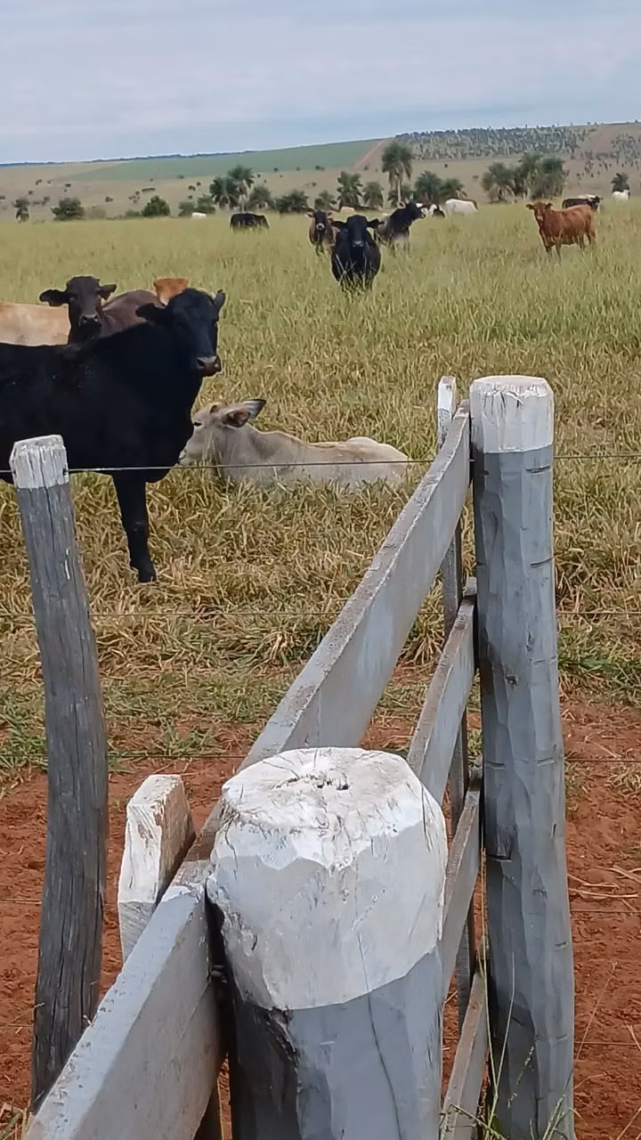 Fazenda à venda de 16.000 ha em Capitán Bado, Paraguai